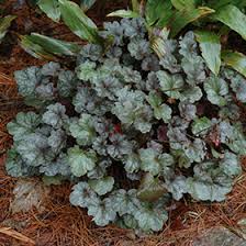 Image result for Heuchera `Swirling Fantasy`