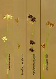 Attēlu rezultāti vaicājumam “Rhynchospora alba flower”