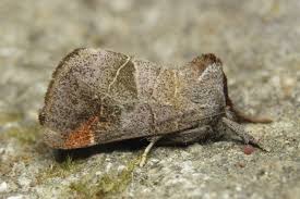 Attēlu rezultāti vaicājumam “Clostera pigra”