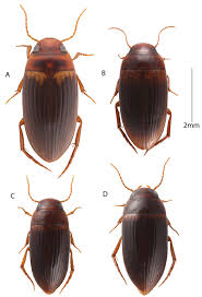 Attēlu rezultāti vaicājumam “Colymbetes striatus”