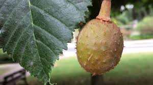 Attēlu rezultāti vaicājumam “Aesculus x hybrida fruit”