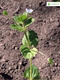 Attēlu rezultāti vaicājumam “Veronica persica leaf”