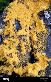 Attēlu rezultāti vaicājumam “Trichia scabra spores”