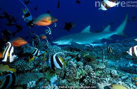 Image result for Negaprion acutidens