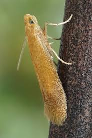 Attēlu rezultāti vaicājumam “Tischeria ekebladella”