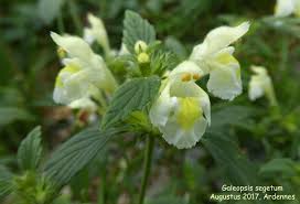 Image result for Galeopsis segetum