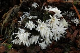 Attēlu rezultāti vaicājumam “Mucronella bresadolae”