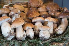 Attēlu rezultāti vaicājumam “Boletus edulis”
