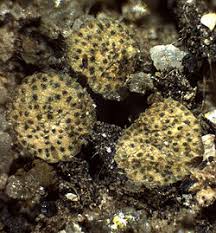 Attēlu rezultāti vaicājumam “Hypocrea gelatinosa”