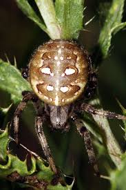 Attēlu rezultāti vaicājumam “Araneus quadratus male”