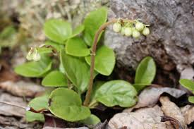 Attēlu rezultāti vaicājumam “Orthilia secunda fruit”