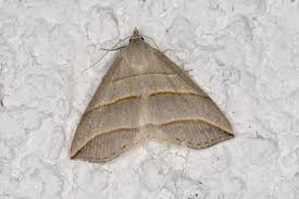 Attēlu rezultāti vaicājumam “Colobochyla salicalis”