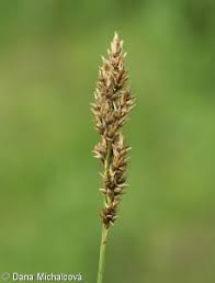 Attēlu rezultāti vaicājumam “Carex appropinquata fruit”