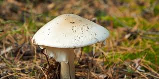 Attēlu rezultāti vaicājumam “Amanita phalloides”