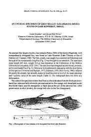 Image result for Liza ramada