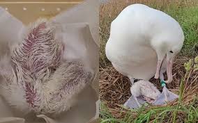 Image result for albatross dead chick