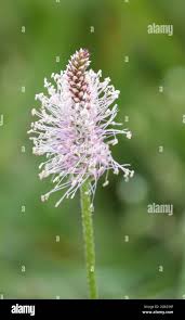 Attēlu rezultāti vaicājumam “Plantago media leaf”