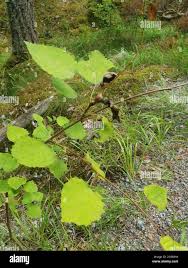 Attēlu rezultāti vaicājumam “Contarinia petioli”