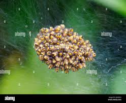 Attēlu rezultāti vaicājumam “Araneus diadematus eggs”