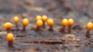 Attēlu rezultāti vaicājumam “Lycogala succineum macro”