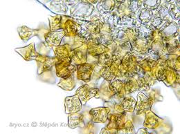 Attēlu rezultāti vaicājumam “Barbilophozia lycopodioides macro”