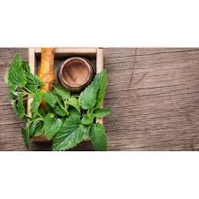 Attēlu rezultāti vaicājumam “Melissa officinalis leaf”