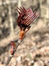 Attēlu rezultāti vaicājumam “Aesculus flava bud”