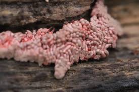 Attēlu rezultāti vaicājumam “Arcyria stipata”