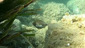 Image result for Diplodus ascensionis