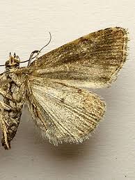 Attēlu rezultāti vaicājumam “Protodeltote pygarga”