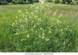 Attēlu rezultāti vaicājumam “Sisymbrium altissimum”