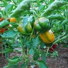 Afbeeldingsresultaat voor californian wonder golden sweet pepper