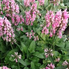 Attēlu rezultāti vaicājumam “Stachys officinalis”