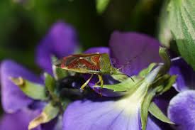 Attēlu rezultāti vaicājumam “Acanthosoma haemorrhoidale imago”