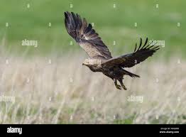 Attēlu rezultāti vaicājumam “Aquila pomarina”