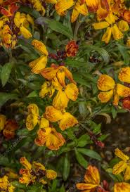 Image result for Cheiranthus cheiri