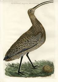 Attēlu rezultāti vaicājumam “Numenius arquata”