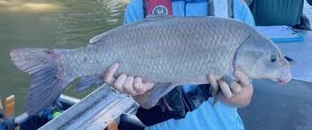 Image result for Ictiobus bubalus