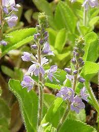 Image result for Veronica officinalis