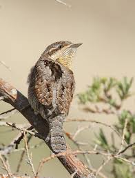 Image result for Jynx torquilla