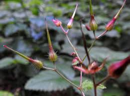 Attēlu rezultāti vaicājumam “xComagaria rosea  flower”