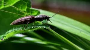 Attēlu rezultāti vaicājumam “Athous sp.”