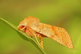 Attēlu rezultāti vaicājumam “Agrochola helvola”