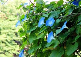 Image result for Prunkwinde