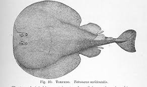 Image result for Tetronarce nobiliana