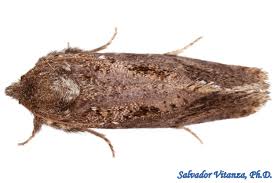 Attēlu rezultāti vaicājumam “Tineidae”