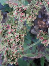 Image result for Rumex sanguineum
