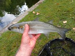 Image result for Chelon ramada