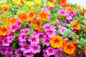 Image result for Petunie