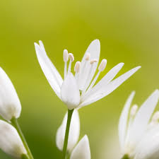 Attēlu rezultāti vaicājumam “Allium ursinum flower”